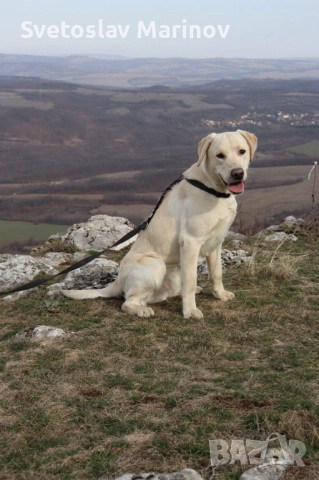Продавам мъжки Лабрадор, снимка 3 - Лабрадор ретривър - 52805950