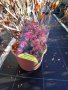 Azalea blaauw's pink (Азалия), снимка 1 - Градински цветя и растения - 43569524