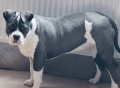 Уникално женско Американско Були XL (American Bully XL) – Blue & White, снимка 2