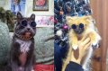Слънчеви очила за котки и кучета , очила за куче котка, снимка 9