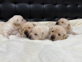 Чистокръвни Лабрадор Ретривър:, снимка 7