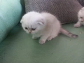 Продавам шотландски клепоухи котета, мъжки , снимка 4