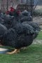 Свободни яйца от Ивичест Плимутрок -страхотни птици  с носливост около 200 бр.и вкусно месо , снимка 1