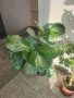 фикус Лирата, снимка 2