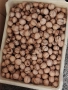 Продавам орехи 2025, снимка 3
