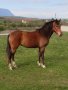 Продавам кобила порода Източнобългарски кон , снимка 3