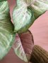 Syngonium Confetti Tricolor , снимка 1 - Стайни растения - 43073682