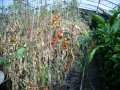 Разсад и семена от  домат  - Чероки пърпъл, снимка 6