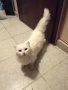 Продавам персийска котка, снимка 1 - Персийска - 43605338