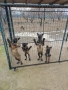 Белгийски овчарки-Малиноа , снимка 6