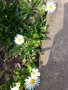 Парички 💥, снимка 1 - Градински цветя и растения - 28409571