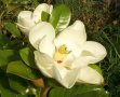 Магнолия Грандифлора  “Magnolia Grandiflora”, снимка 2