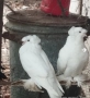 продавам гълъби, снимка 2