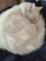 Персийска чинчила, снежно бяла, 5 мес., снимка 3
