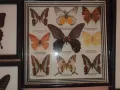Истински Пеперуди в рамка, снимка 7