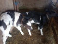Продавам две женски телета , снимка 2
