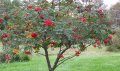 Офика - Sorbus aucuparia, снимка 2