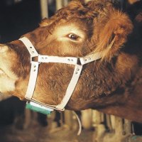Маркиращ оглавник за бикове - UK, снимка 1 - Крави - 43307518