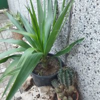 Палма Юка агаве стайна, снимка 13 - Стайни растения - 32852031