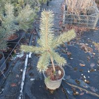 Бял бор, Pinus sylvestris, снимка 5 - Градински цветя и растения - 43936306