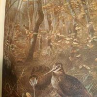 Сказки и рассказы о животных- Виталий Бианки, снимка 2 - Детски книжки - 43968257