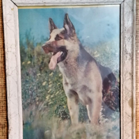 соц картина рамка стъкло куче вълчак, снимка 1 - Антикварни и старинни предмети - 36430932