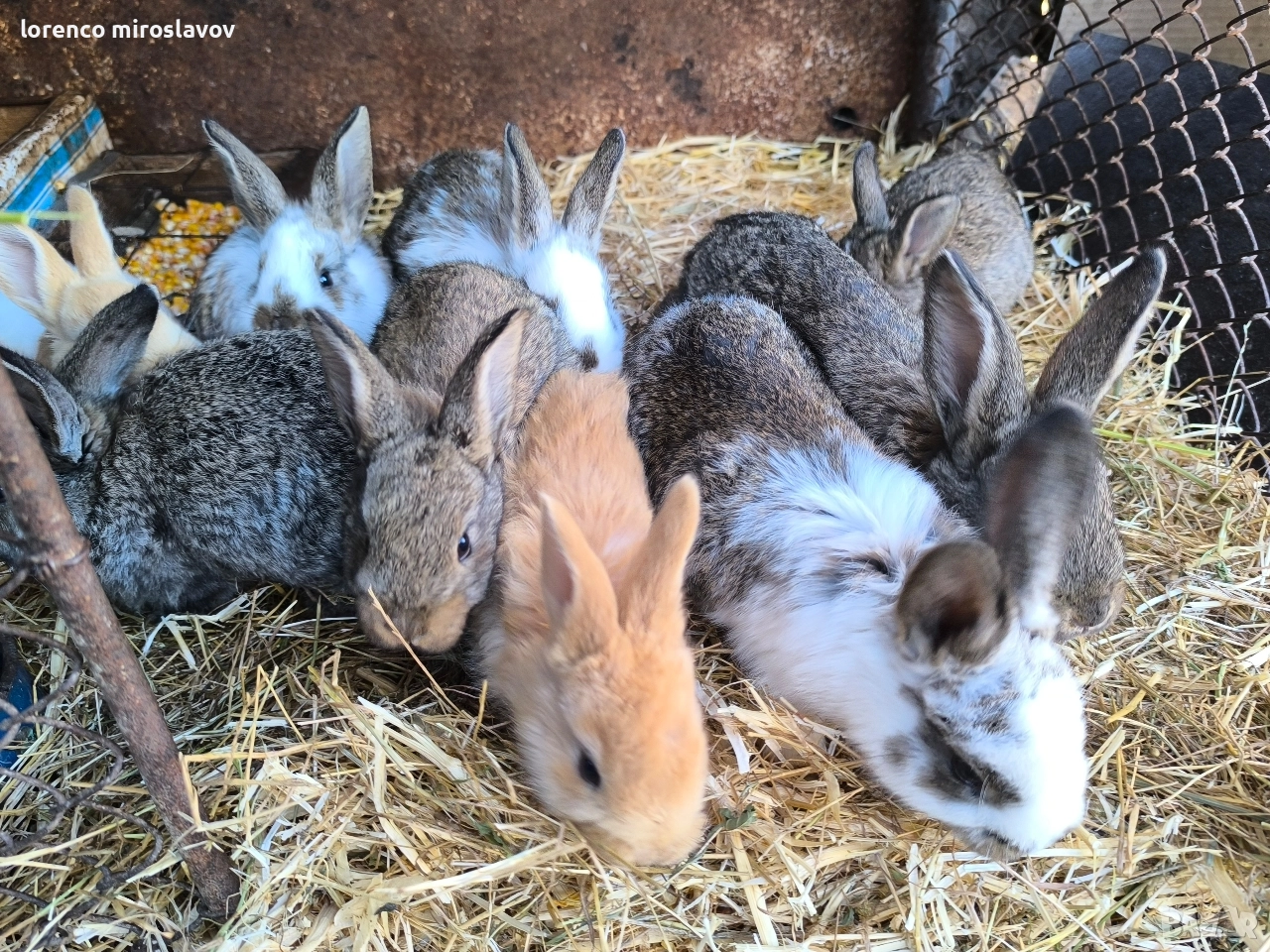Продавам зайци , снимка 1
