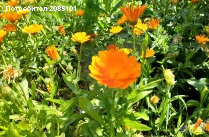 Невен, снимка 1