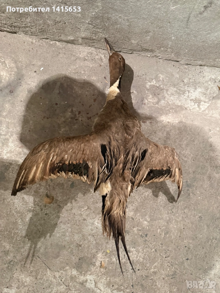 Продавам препарирана патица, снимка 1