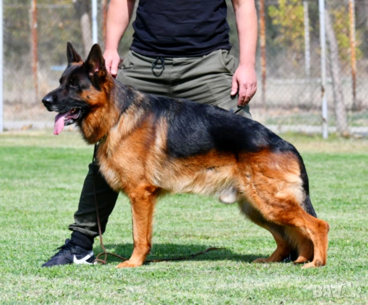 Мъжка немска овчарка с родословие за разплод, снимка 1