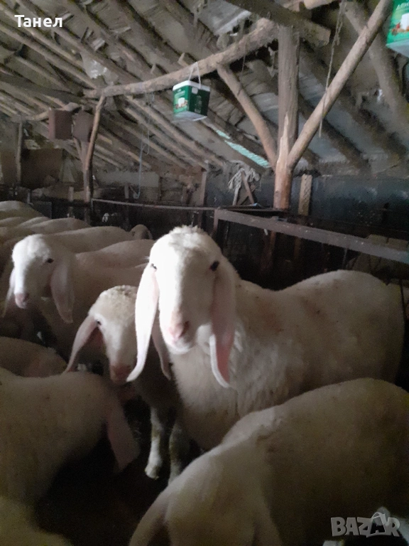 Овцеферма продава агнета, овце и кочове, снимка 1