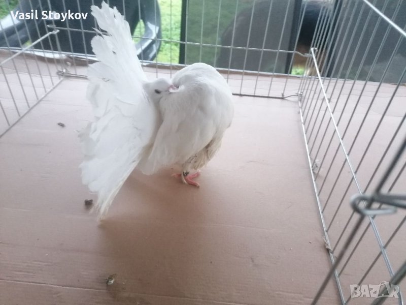 фенерлии и двукачулни, снимка 1