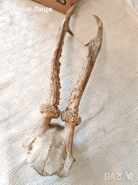 Много Стар Ловен Трофей Череп с Рога на Сръндак, снимка 1
