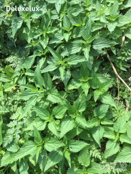 Био прясна коприва, снимка 1