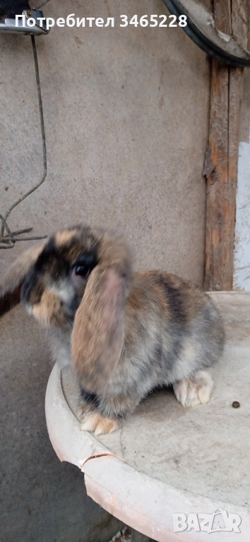 Кочовати зайци, снимка 1