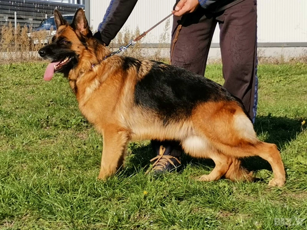 Женска немска овчарка с родословие , снимка 1