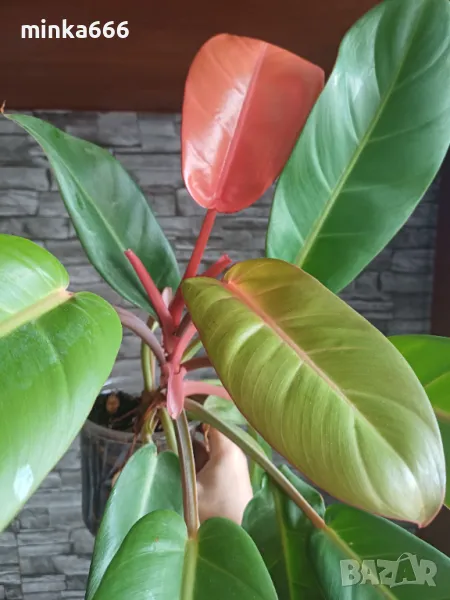 Голям филодендрон карамел., снимка 1
