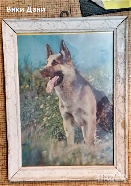 соц картина рамка стъкло куче вълчак, снимка 1