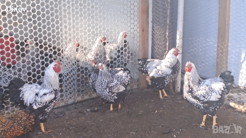 Петли Виандот , снимка 1