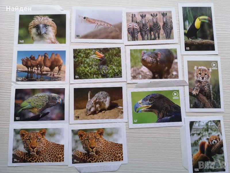 Стикери за Billa албум Animal planet, снимка 1