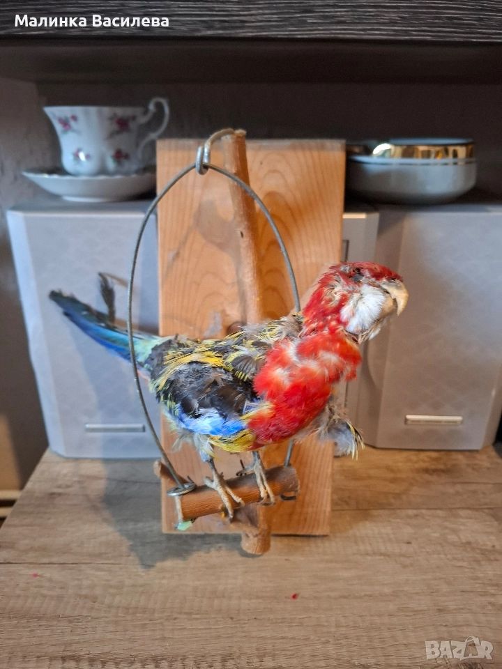 Птица, снимка 1