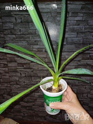 Разсад за зимоустойчева градинска юка., снимка 2 - Разсади - 52260525