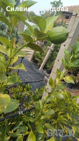 Мандарина, Лимон , снимка 3 - Градински цветя и растения - 51814230