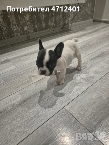 Френски булдог, снимка 7 - Френски булдог - 53140014