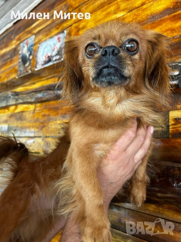 Кученца пекинез, снимка 7 - Пекинез - 53399784