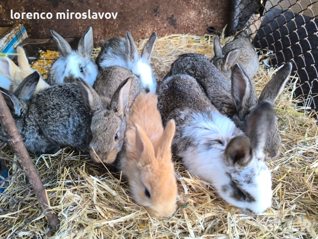 Продавам зайци 