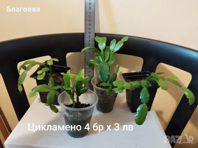 Мини Коледниче цикламено - стар сорт, снимка 4 - Стайни растения - 51996176