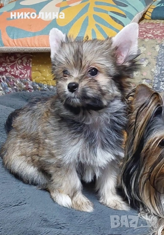 Продавам Йоркширски териер , снимка 2 - Йоркширски териер - 53051709
