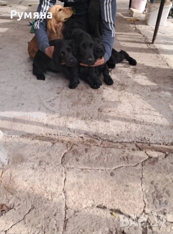 Английски кокер шпаньол, снимка 2 - Кокер шпаньол - 52707215