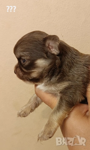 Мини дългокосмето чихуахуа момче.